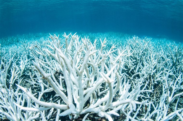 Bleached coral on Australias Great Barrier Reef near Port Douglas in February 2017.