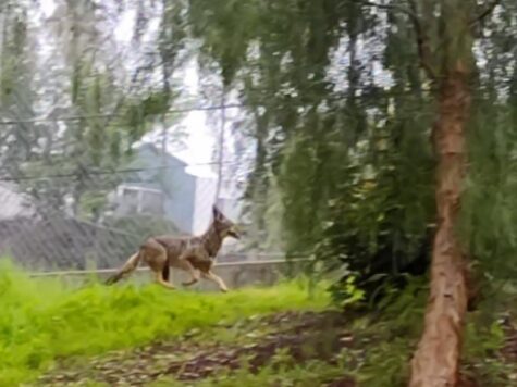 A coyote was spotted on the Taft campus near the fences separating Del Moreno St. and R Building.